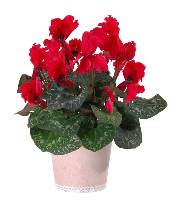 CYCLAMEN ROUGE