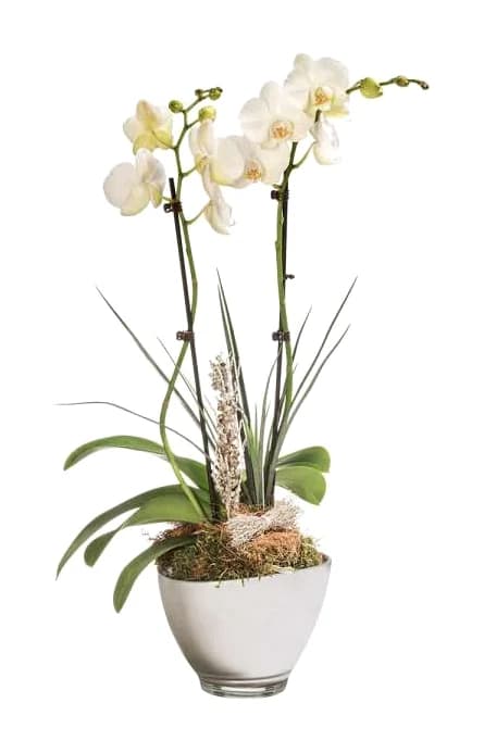 ORCHIDEE BLANCHE 2 BRANCHES